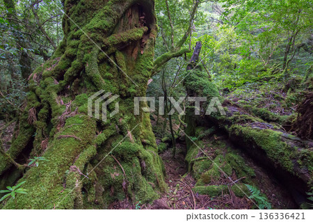 屋久島長滿青苔的樹 136336421