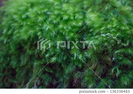 Moss of Yakushima Moss of Yakushima 136336483
