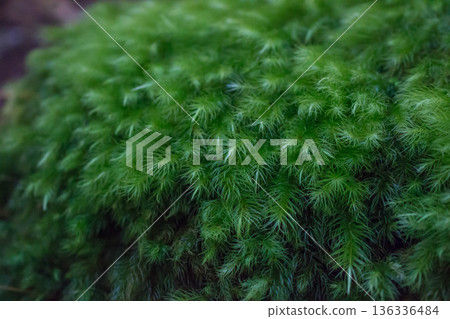 屋久島的苔蘚 屋久島的苔蘚 136336484