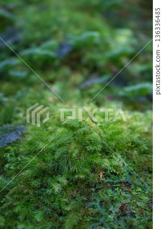 屋久島的苔蘚 屋久島的苔蘚 136336485