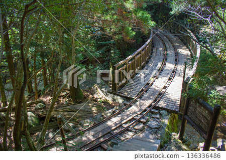 Trolley rail on the Yakushima hiking trail Trolley rail on the Yakushima hiking trail 136336486