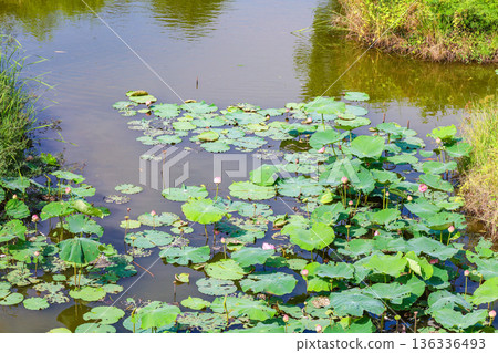 Lotus pond 136336493