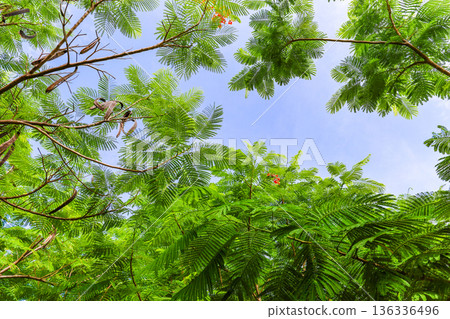 A landscape of fern leaves and blue sky A landscape of fern leaves and blue sky 136336496