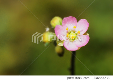 野生鸚鵡湯的花 野生鸚鵡湯的花 136336570