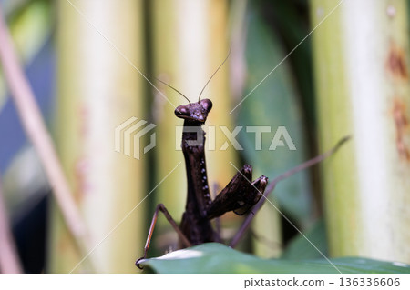 A praying mantis searches vigilantly for prey in a bamboo forest A praying mantis searches vigilantly for prey in a bamboo forest 136336606