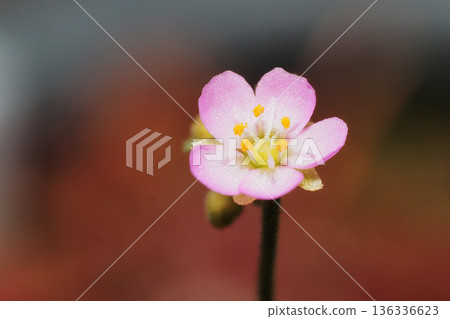 Flower of a wild parrots soup 136336623