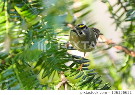Japan's smallest bird, the "Goldcrest" Japan's smallest bird, the "Goldcrest" 136336631