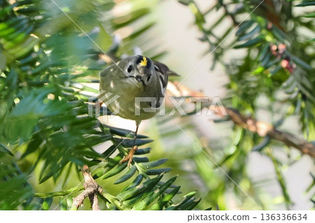 Japan's smallest bird, the "Goldcrest" Japan's smallest bird, the "Goldcrest" 136336634