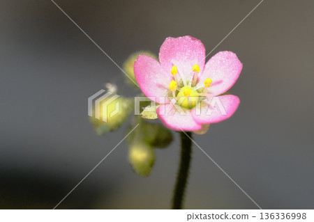 Flower of a wild parrots soup 136336998