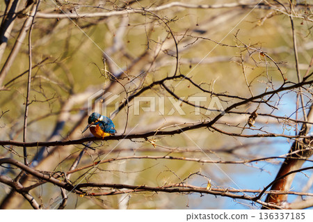 Kingfisher at Sanboji Pond 136337185
