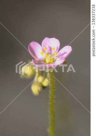 Flower of a wild parrots soup Flower of a wild parrots soup 136337238