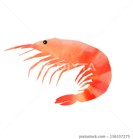 Watercolor shrimp illustration Fresh shrimp seafood material 136337275