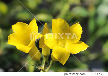 棒槌樹花 136337338