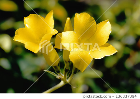 棒槌樹花 136337384