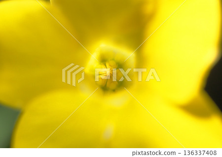 Pachypodium gragilis flower (stamen) 136337408