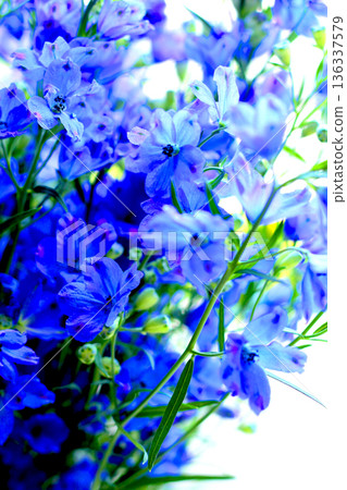 Summery marine blue flowers Summery marine blue flowers 136337579