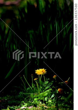 A dandelion bathed in sunlight like a spotlight in the forest 136337580
