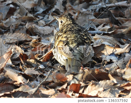 Tratumegi Tratumegi 136337592