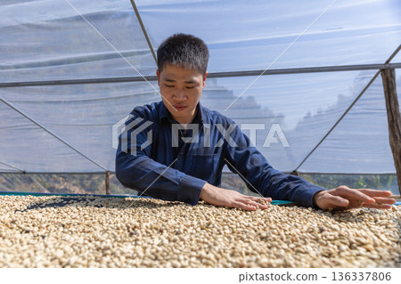 Coffee worker inspect and tossing dried coffee beans with hands at farm outdoors Coffee worker inspect and tossing dried coffee beans with hands at farm outdoors 136337806