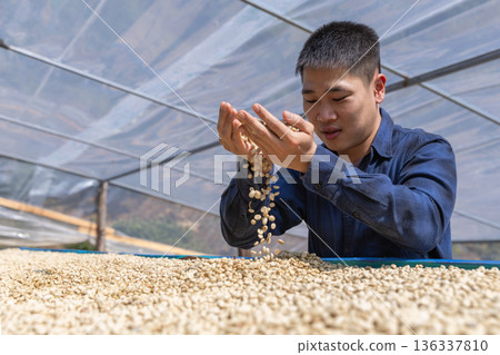 Coffee worker inspect and tossing dried coffee beans with hands at farm outdoors Coffee worker inspect and tossing dried coffee beans with hands at farm outdoors 136337810