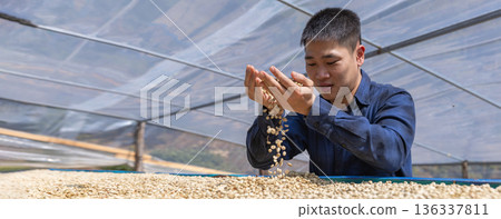 Coffee worker inspect and tossing dried coffee beans with hands at farm outdoors Coffee worker inspect and tossing dried coffee beans with hands at farm outdoors 136337811