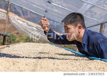 Coffee worker inspect and tossing dried coffee beans with hands at farm outdoors 136337815