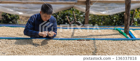 Coffee worker inspect and tossing dried coffee beans with hands at farm outdoors 136337818