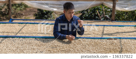 Coffee worker inspect and tossing dried coffee beans with hands at farm outdoors 136337822