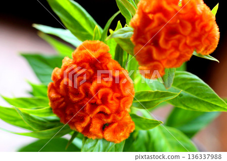 橙色甘蔗花 橙色甘蔗花 136337988