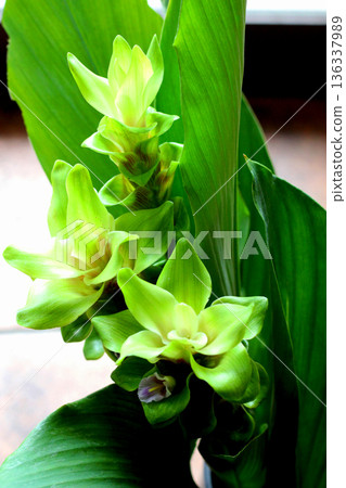 綠色薑黃花 綠色薑黃花 136337989