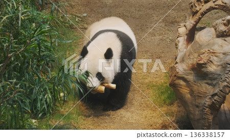 Cute giant panda bear walking Cute giant panda bear walking 136338157