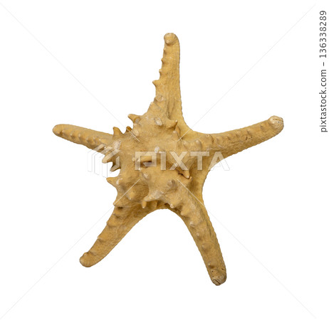 Single dried starfish isolated on white background with rough porous surface and five uneven arms. Single dried starfish isolated on white background with rough porous surface and five uneven arms. 136338289
