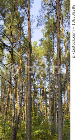 Sunlit pine forest with tall straight trunks and sparse branches, seen from ground level. Natural 136338298