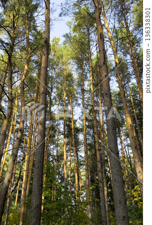 Tall pine forest with straight tree trunks reaching upward toward a clear blue sky. Sunlight filters 136338301