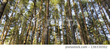 Tall pine trees growing in a dense forest, viewed from below toward the sky. Sunlight filters 136338302