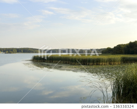 Calm lake side landscape with still water reflecting sky with clouds and a wide belt of green reeds, Calm lake side landscape with still water reflecting sky with clouds and a wide belt of green reeds, 136338324