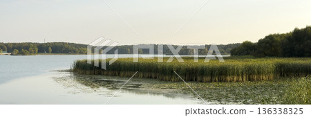 Calm lakeside landscape with tall reeds growing along the shoreline and forest in the distance 136338325