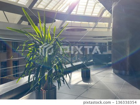 Modern interior atrium with potted green plants illuminated by natural sunlight from a glass ceiling 136338354