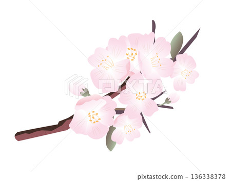 spring cherry blossom petals 136338378
