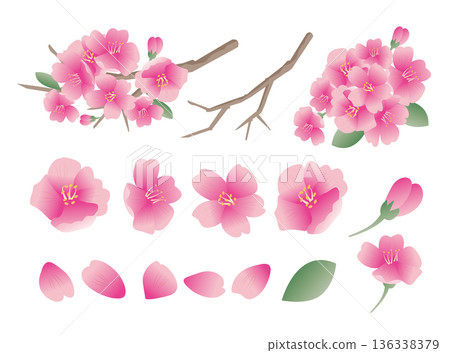 春天的櫻花花瓣 136338379