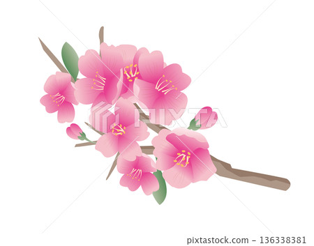 spring cherry blossom petals spring cherry blossom petals 136338381