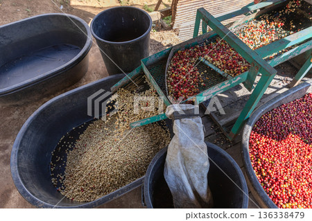 Coffee cherry pulping machine farmer.  136338479