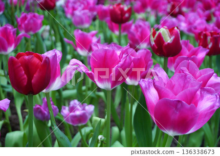 Tulips Flower 136338673