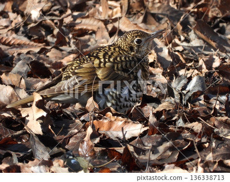Tratumegi Tratumegi 136338713