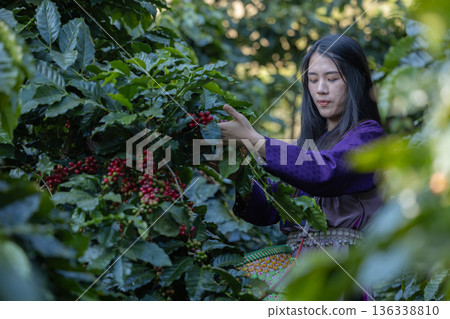 Farmer inspect and picking coffee beans on the coffee tree 136338810
