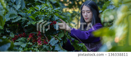 Farmer inspect and picking coffee beans on the coffee tree Farmer inspect and picking coffee beans on the coffee tree 136338811