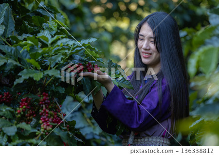 Farmer inspect and picking coffee beans on the coffee tree Farmer inspect and picking coffee beans on the coffee tree 136338812
