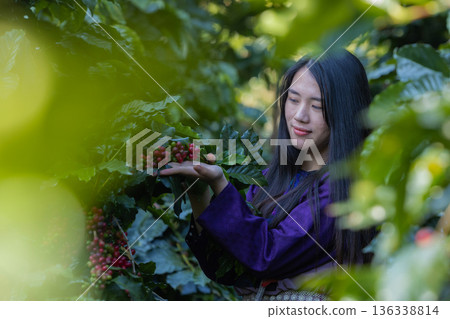 Farmer inspect and picking coffee beans on the coffee tree 136338814