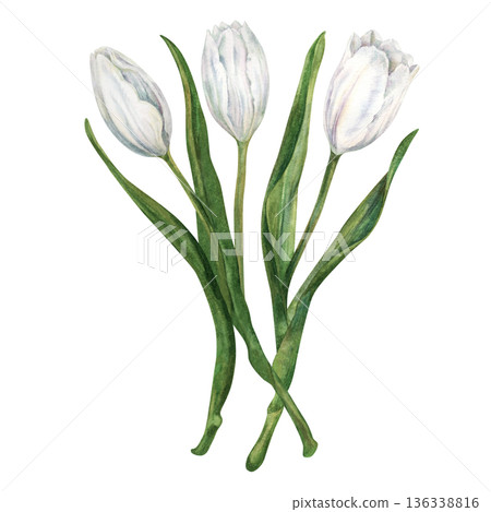 Bouquet of watercolor white tulip with green leaves hand-drawn in botanical style. Fresh spring flowers for wedding, birthday, Valentines, Mother's day, invitation, greeting card, summer, spring decor 136338816