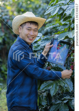 Farmer inspect and picking coffee beans on the coffee tree Farmer inspect and picking coffee beans on the coffee tree 136338817